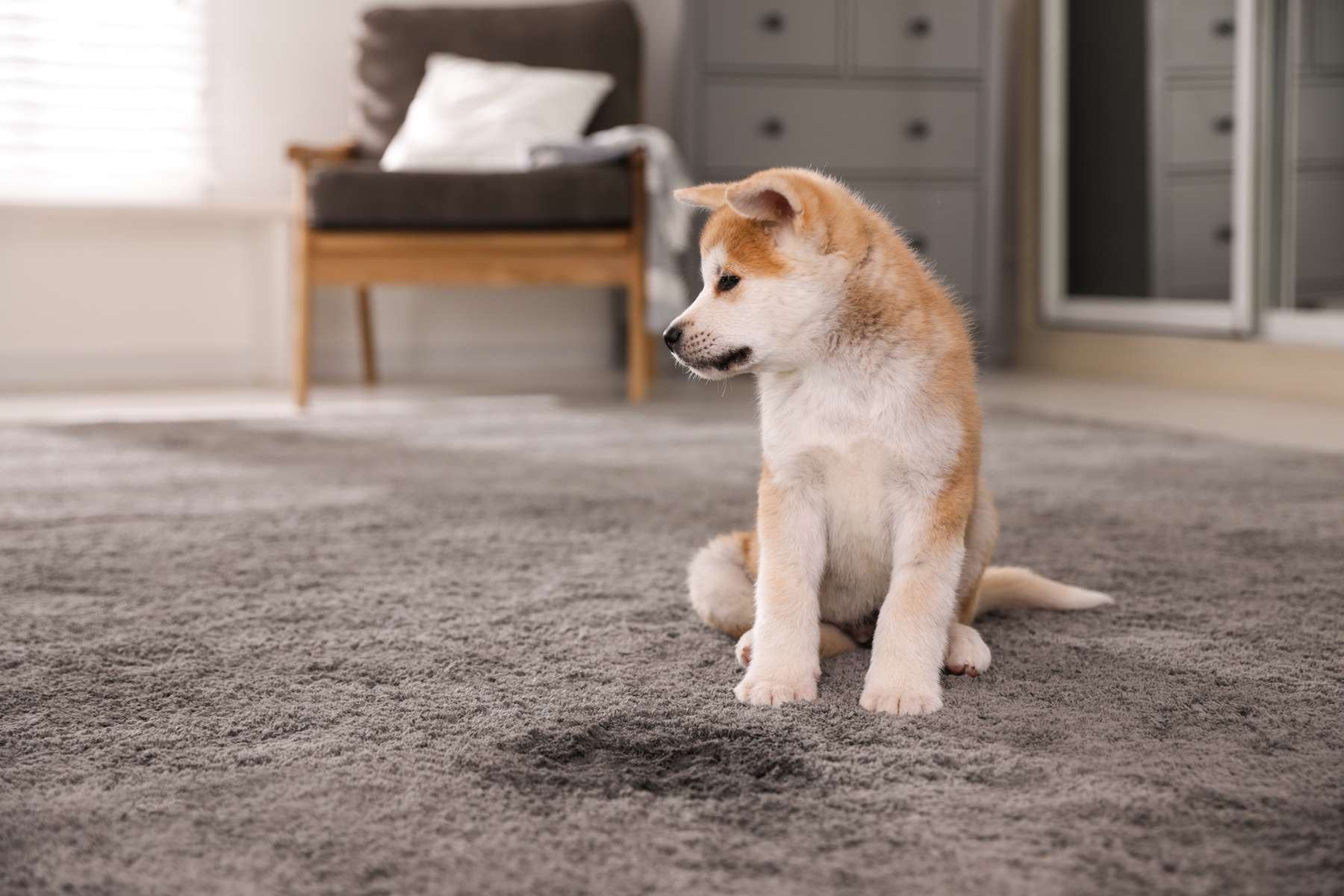 how-to-remove-pet-stains-from-rugs-or-carpets-green-gen-carpet-and