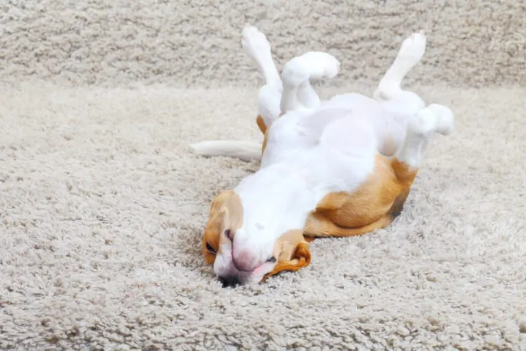 Pet Urine & Carpet Odor