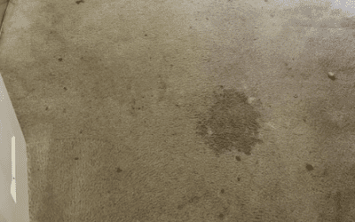 The Top 10 Carpet and Rug Stains