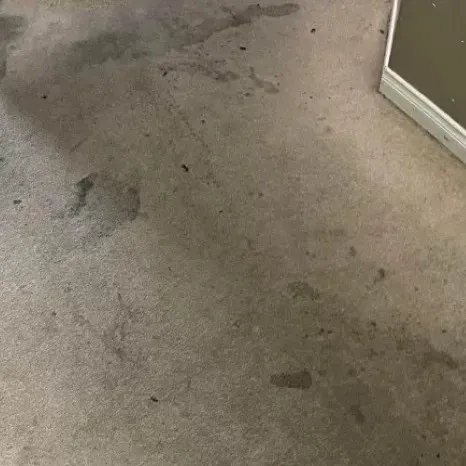 Carpet Cleaning Before