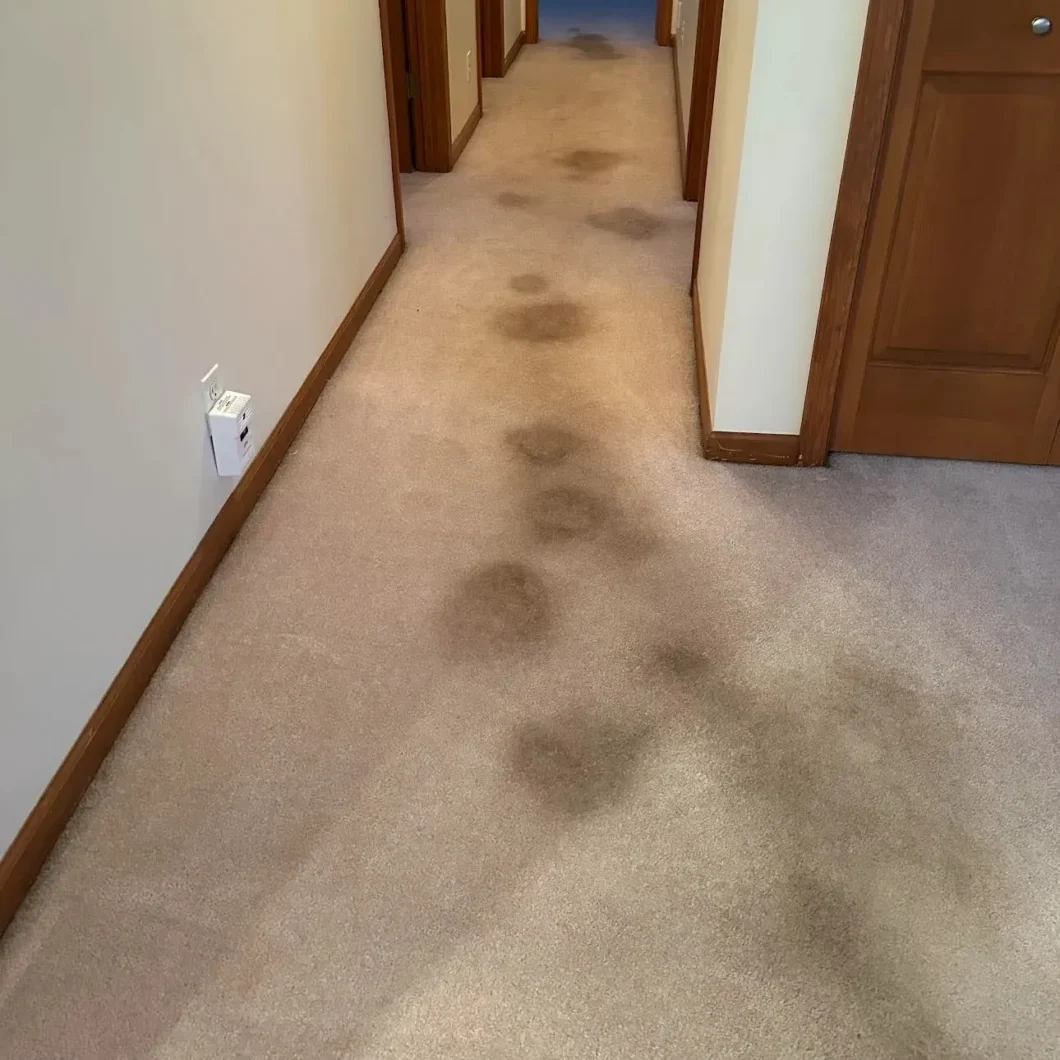 Carpet Cleaning Before